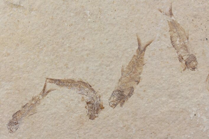 Fossil Fish (Knightia) Plate- Wyoming #111236